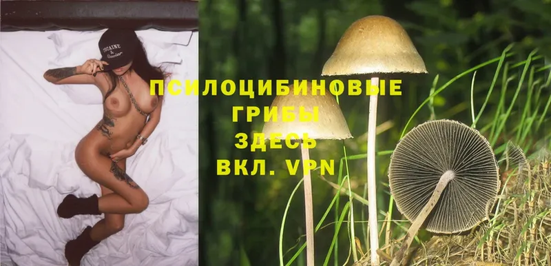 Галлюциногенные грибы MAGIC MUSHROOMS  сколько стоит  Шагонар 